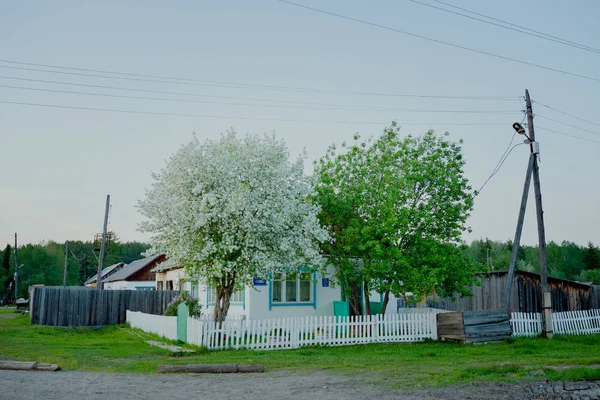  Ronetka çiçek. Sibirskoe elma Ranetka, yaz aylarında çiçek açar. Rusya, Tayga, Sibirya, köy. Kırsal alanlarda Sağlık Hizmetleri binanın bölgede ekilen ahşap ve ahşap çocuk kız.