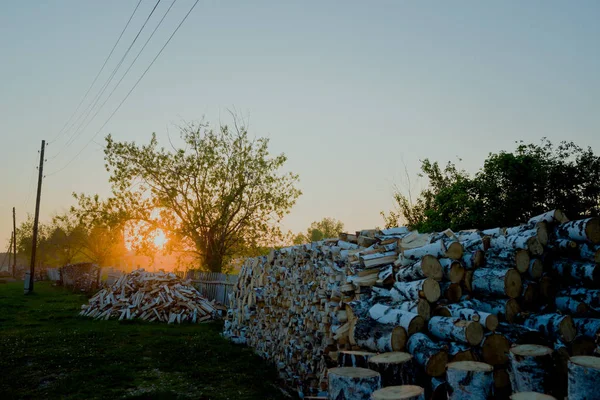  Arka planda pollenitsy gün batımı soğuk soba brülör için huş ağacından odun, yaz aylarında hasat edilir. Sibirya, Rusya, Taiga.