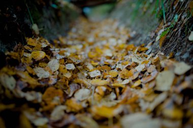 Sibirya'da tabiatı. Rusya. Korumalı bölge Pillars.