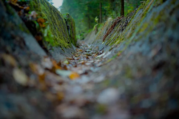 Sibirya'da tabiatı. Rusya. Korumalı bölge Pillars.