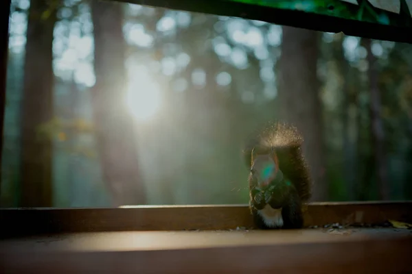 Sibirya'da tabiatı. Rusya. Korumalı bölge Pillars.