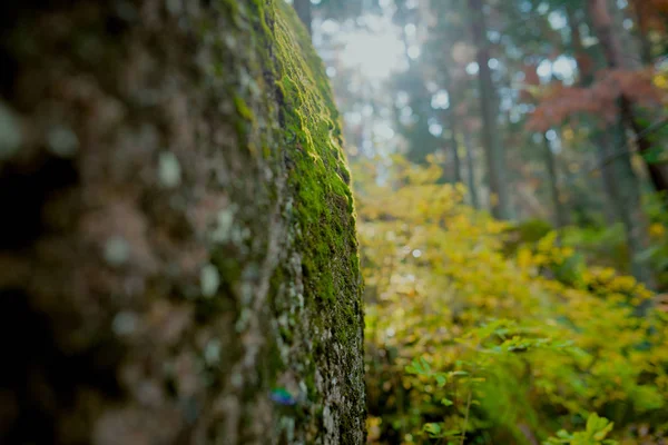 Sibirya'da tabiatı. Rusya. Korumalı bölge Pillars.