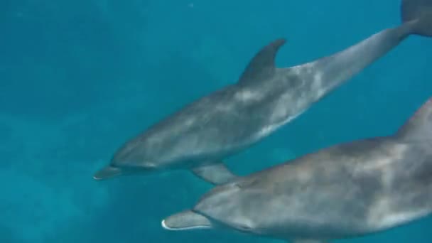 Underwater world a dolphin floats in the sea — Stock Video