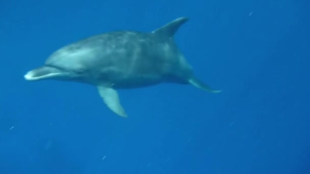 Mundo submarino un delfín flota en el mar — Vídeos de Stock