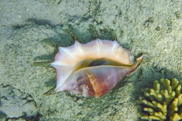 cockleshell on a seabed