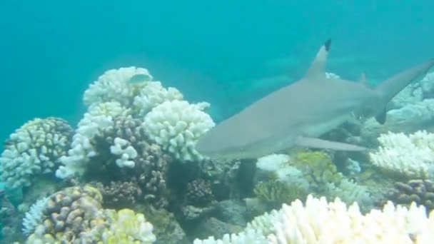 Tiburón arrecife gris nada — Vídeos de Stock