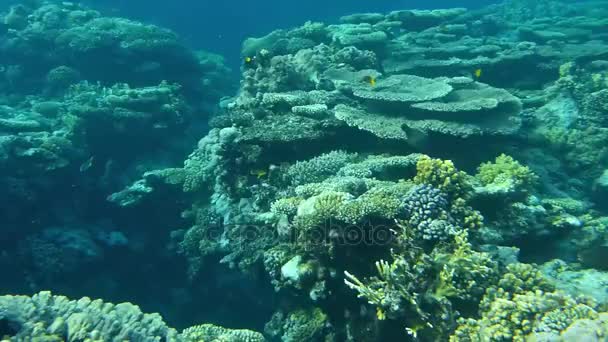 Coraux colorés, paysage océanique — Video