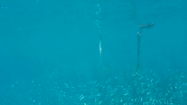 Barracuda jaagt, onderwaterwereld — Stockvideo