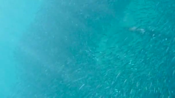 Barracuda hunts,underwater world — Stock Video