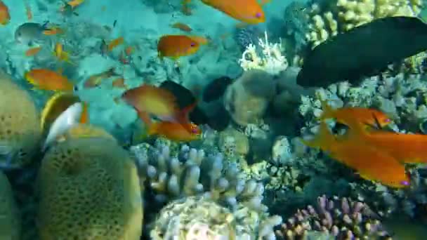 Kleurrijke koralen vissen over een koraalrif — Stockvideo