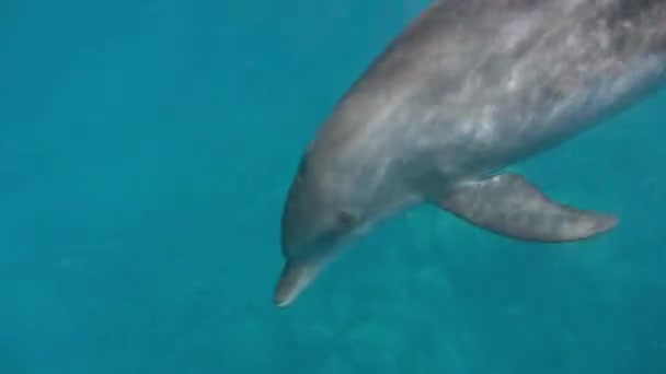 Dolphin floats in the sea — Stock Video