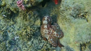 Ahtapot bir mercan üzerinde oturur