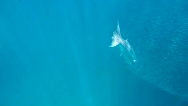 Barracuda caça pequenos peixes — Vídeo de Stock