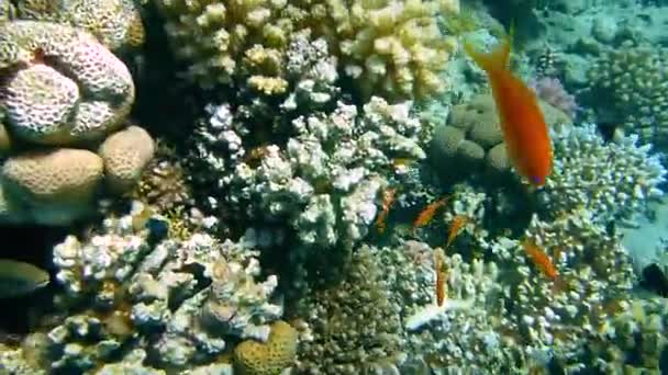 Röda havets undervattensvärld — Stockvideo