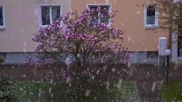 Nieve en magnolia árbol — Vídeo de stock