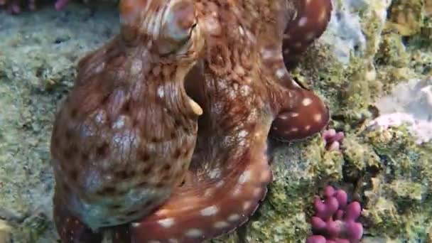 Octopus sits on a coral — Stock Video