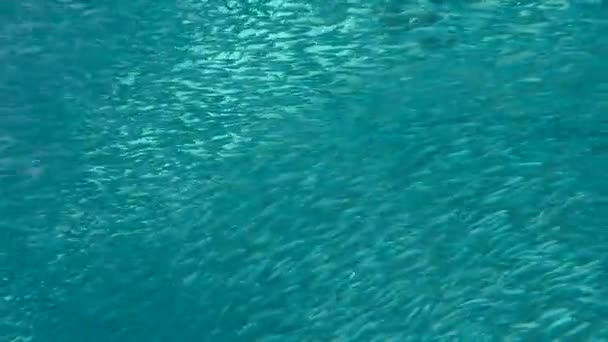 Barracuda chasse les petits poissons — Video