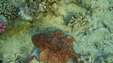 Ahtapot değişiklikleri boyama