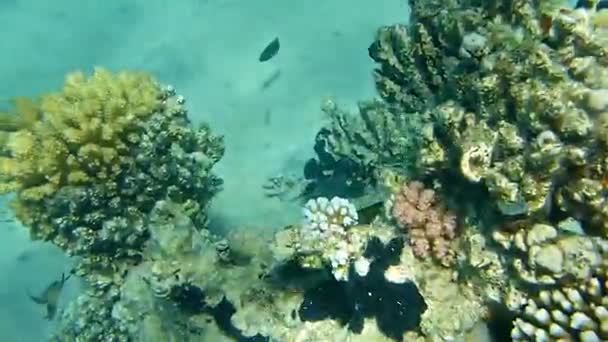 Gruopper σε ένα κοράλλια — Αρχείο Βίντεο