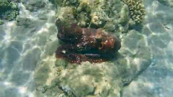 poulpe change de coloration 