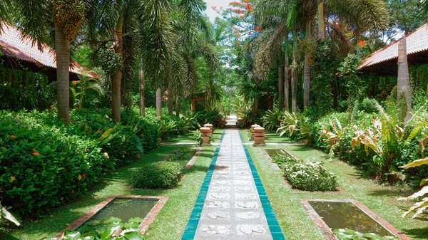 palm trees lane along a footpath