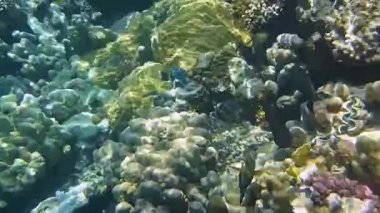Kızıl Deniz 'in sualtı dünyası 