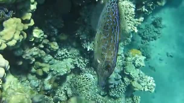 红海的水下世界 — 图库视频影像