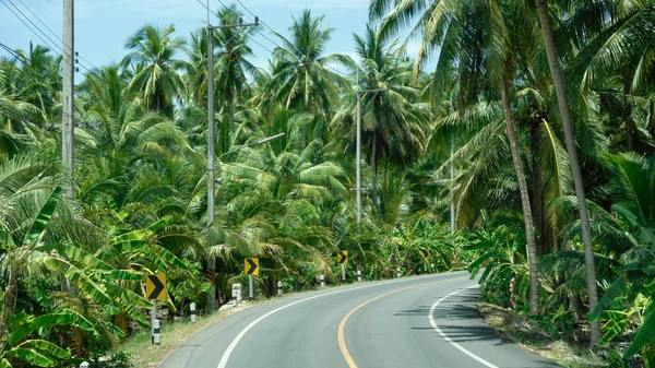 palm trees lane along a road