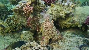       Ahtapot bir mercan üzerinde oturur