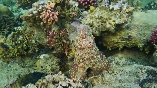 Octopus sedí na korálovém — Stock video