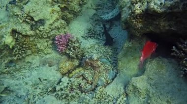 Ahtapot değişiklikleri hareketin boyama