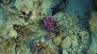 Ahtapot değişiklikleri hareketin boyama