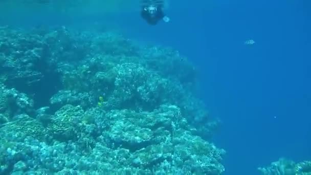 Récif corallien vie, coraux colorés, paysage — Video