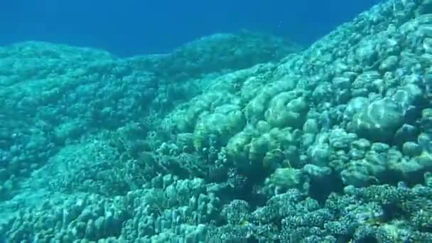 Vita di barriera corallina, coralli colorati, paesaggio — Video Stock