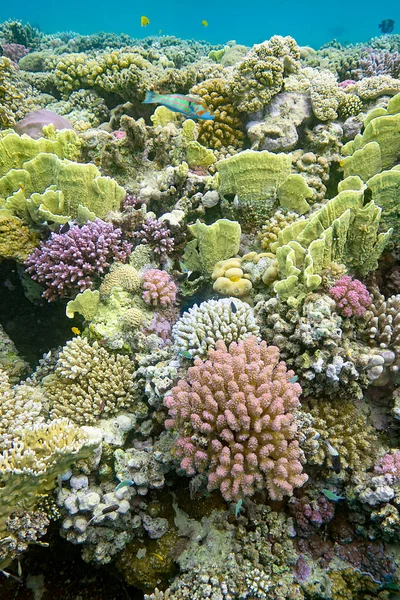 Mercan ve tropikal balıkların, mercan resiflerinin, renkli mercanların, manzaraların olduğu sualtı dünyası. 