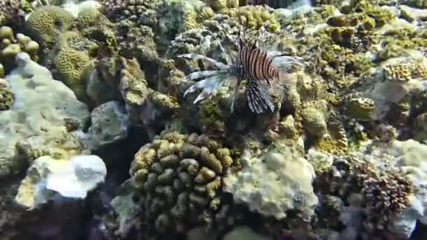 Mundo Submarino Con Coral Peces Tropicales Vida Arrecife Coral Corales — Vídeos de Stock