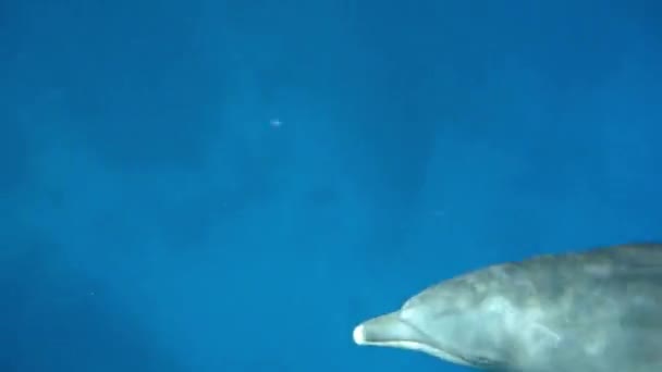 Μια Γυναίκα Κάνει Μια Φωτογραφία Ένα Δελφίνι Επιπλέει Στη Θάλασσα — Αρχείο Βίντεο