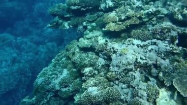 mercan taşlı mercan tropikal deniz, tropikal deniz sert mercan ile Sualtı mercan ile