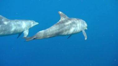 Kadın bir yunusla fotoğraf çekiyor. Denizde yüzüyor.