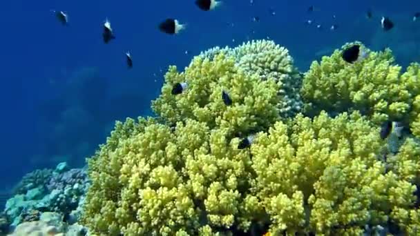 Koraalrif Met Stony Koraal Tropische Zee Onderwater Koraal Rif Met — Stockvideo