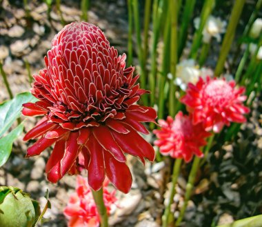 egzotik çiçek kırmızı renk