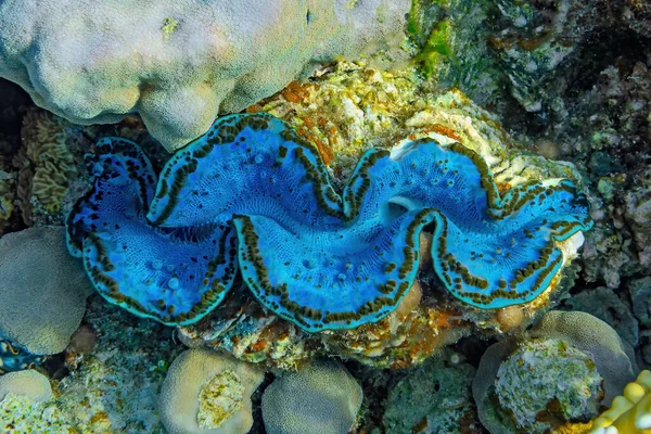 open giant clam