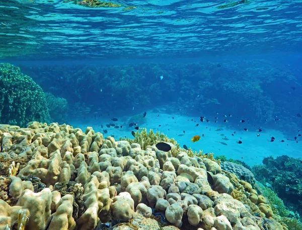 Mercan ve tropikal balıkların, mercan resiflerinin, renkli mercanların, manzaraların olduğu sualtı dünyası. 
