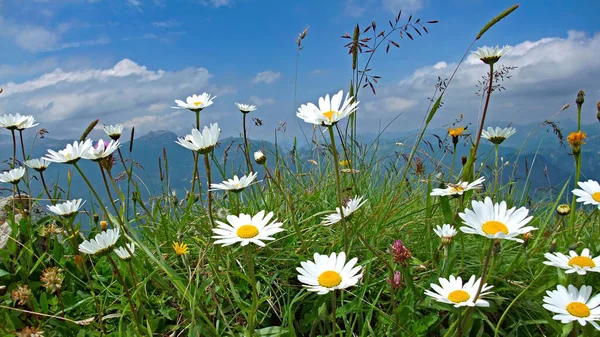 Yazın Alp dağlarında beyaz papatya