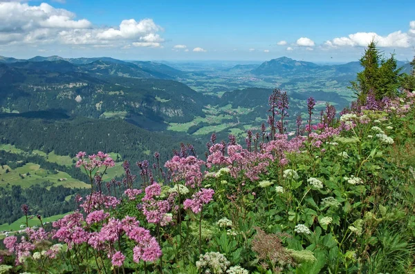 Yeşil bitki örtüsü ve çiçeklerle yaz mevsiminde Alpler 'in zirvesinde