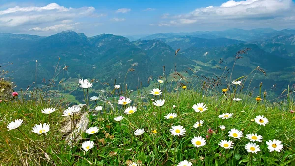 Yazın Alp dağlarında beyaz papatya