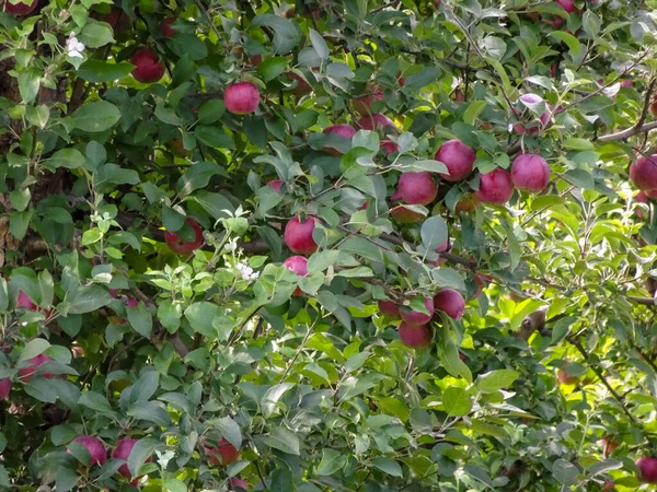 Appels Rijp Voor Het Plukken Marion New York Rechtenvrije Stockfoto's