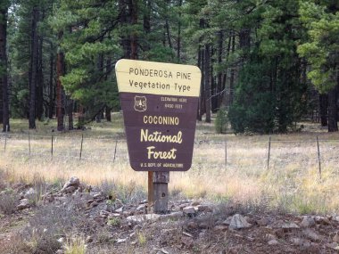 Coconino Ulusal Orman Tabelası Parkta