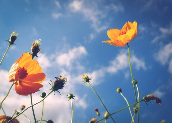 Beaucoup de belles fleurs jaunes, bourgeons et fleurs . — Photo