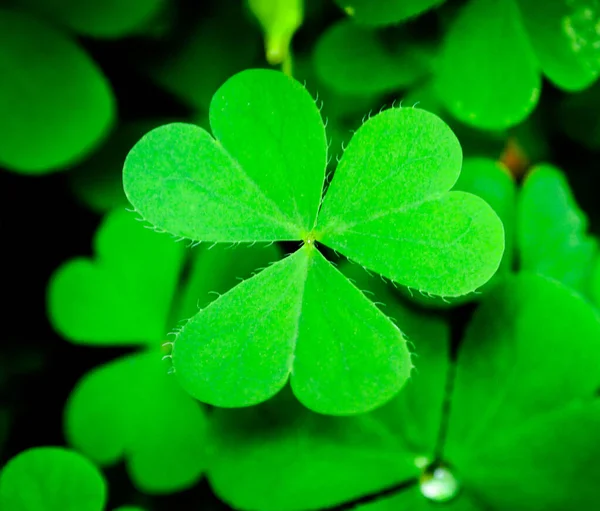 Fermer Trèfle Sur Fond Vert Trèfle Pour Fête Saint Patrick — Photo